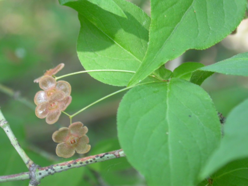 pauciflorus (maxim.) regel)为卫矛科,卫矛属植物瘤枝卫矛的变 ..
