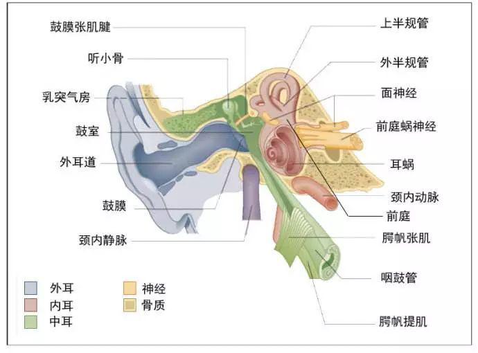 人体的内耳中有前庭末稍感受器,主要由三个半规管和球囊,椭圆囊构成