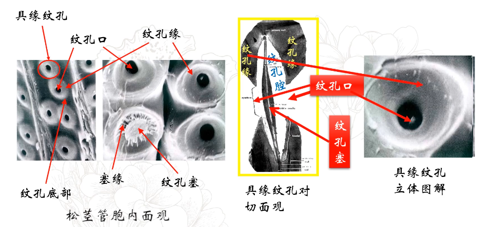 【中国农业大学】植物学 刘朝辉 孟雷（88讲） - 哔哩哔哩
