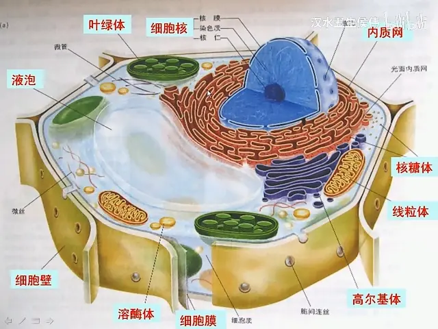 核糖体内质网图片