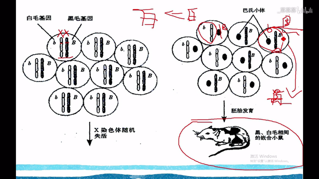 粗蛋白的形成  3.生理生化反应需要酶催化1.3人的abo血型四个