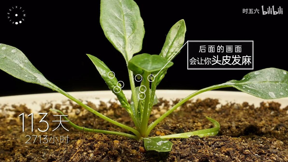 一 “ 菠 ” 三 折 ,头 皮 发 麻 ! ! ! - 哔哩哔哩