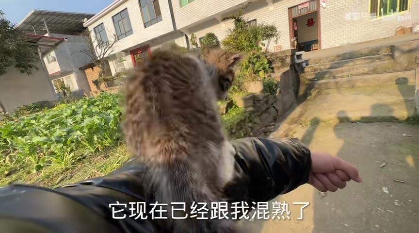 母爱泛滥，这是把小奶猫当成小狗了吗？ 哔哩哔哩 3917