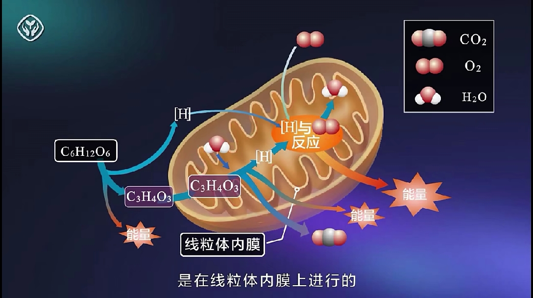 【必修1教學資源】有氧呼吸的過程細胞呼吸動畫人教版統編教材高中