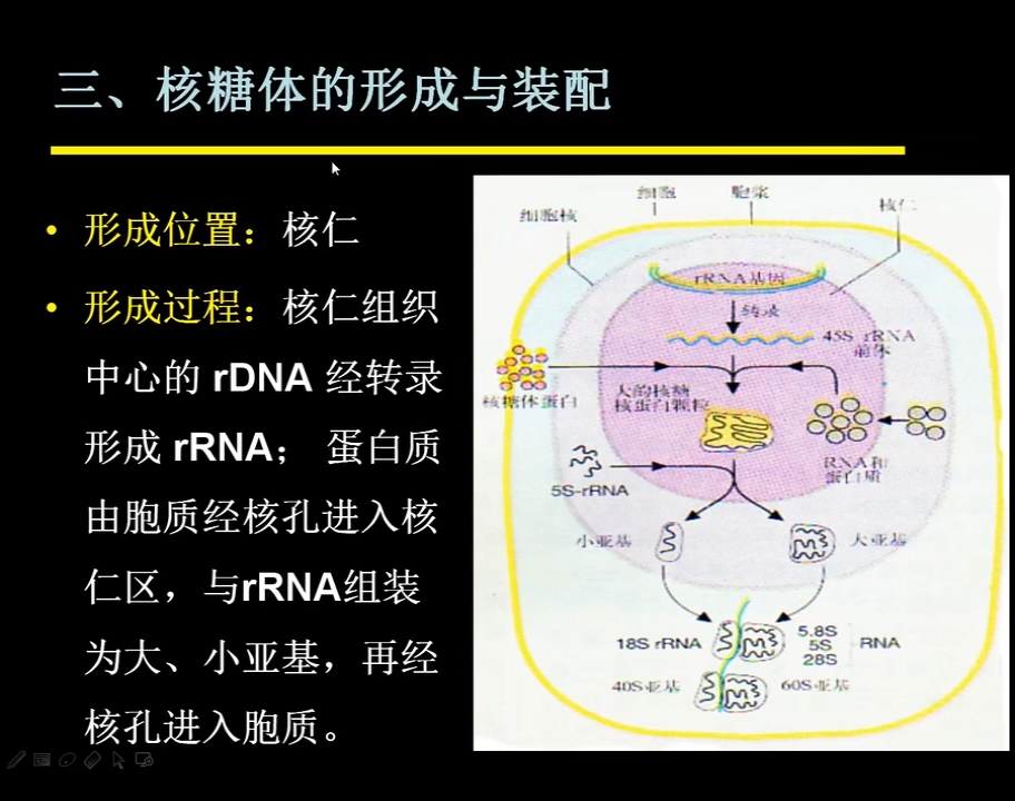 核仁中组装成大小亚基