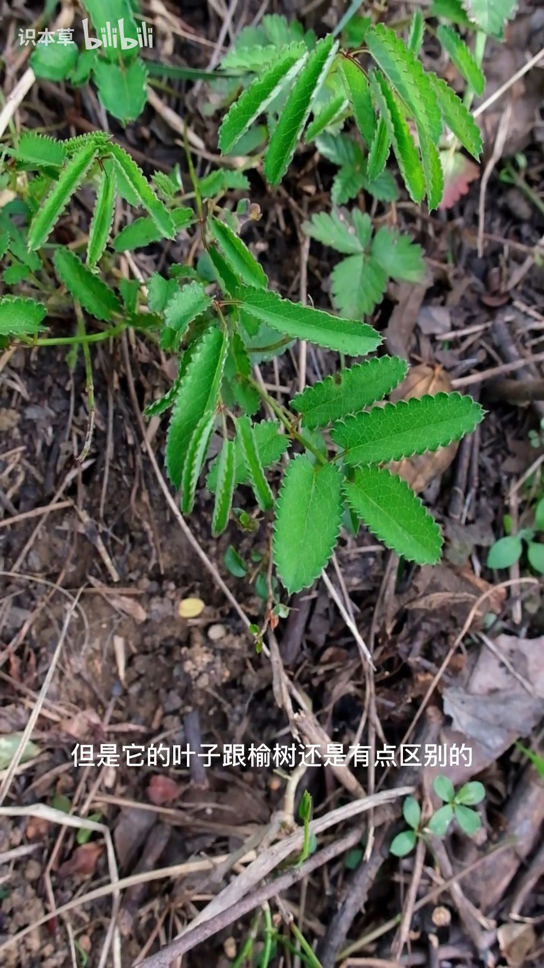 地榆,别名黄瓜香,酸赭,叶子很有特点,用处很大,值得认识它.