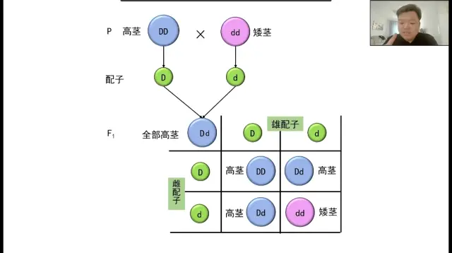 相对性状图片