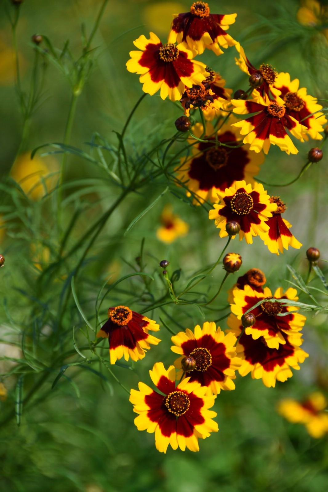 簡介:兩色金雞菊(拉丁學名:coreopsis tinctoria nutt.