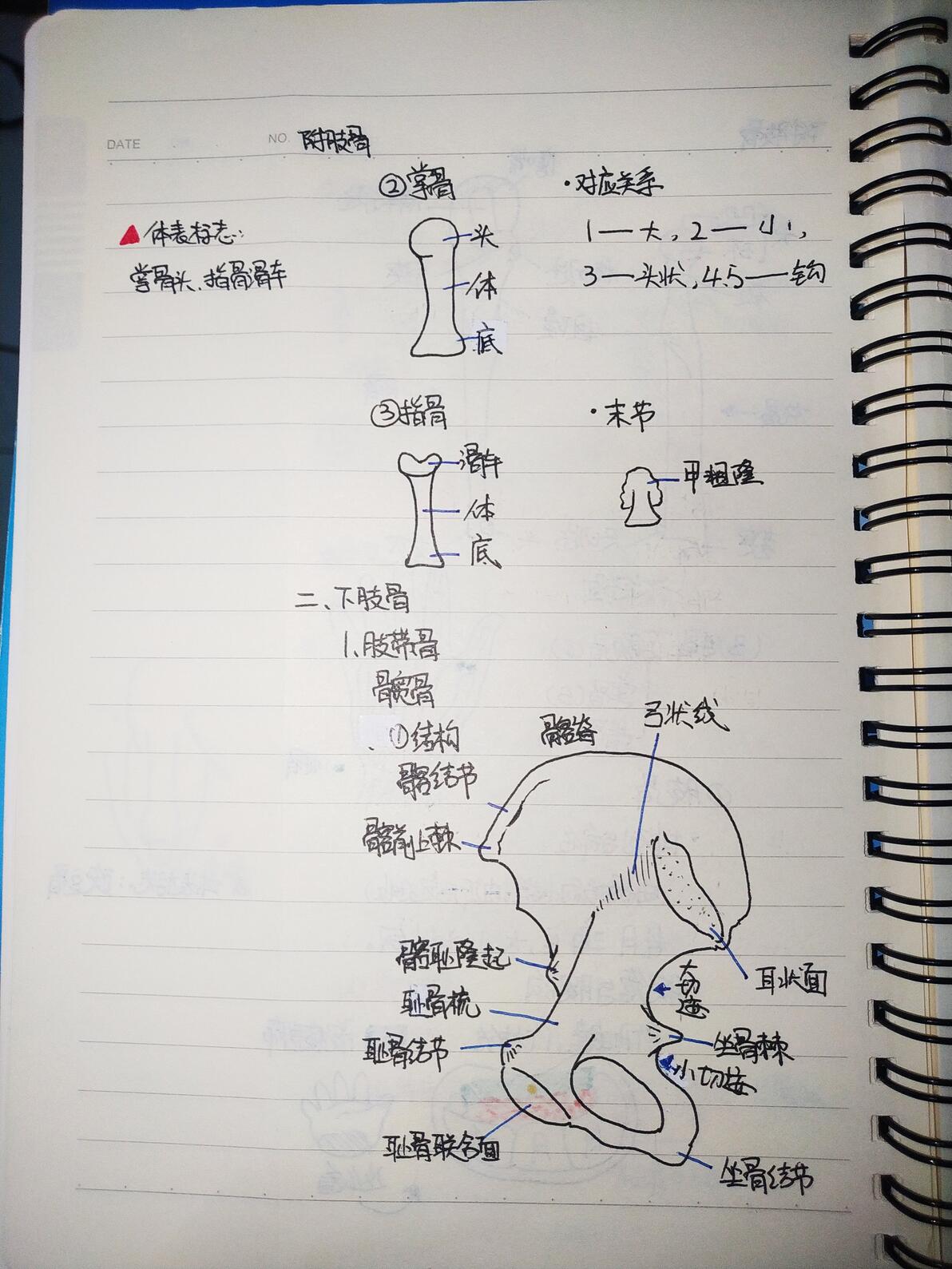 霍琨老师人体解剖学系统解剖学全集【59级全集·更新完结】 哔哩哔哩