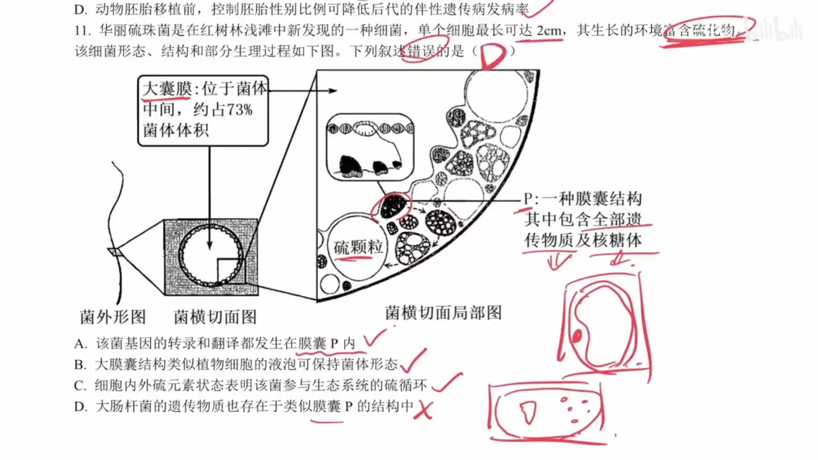 核糖体平面图图片