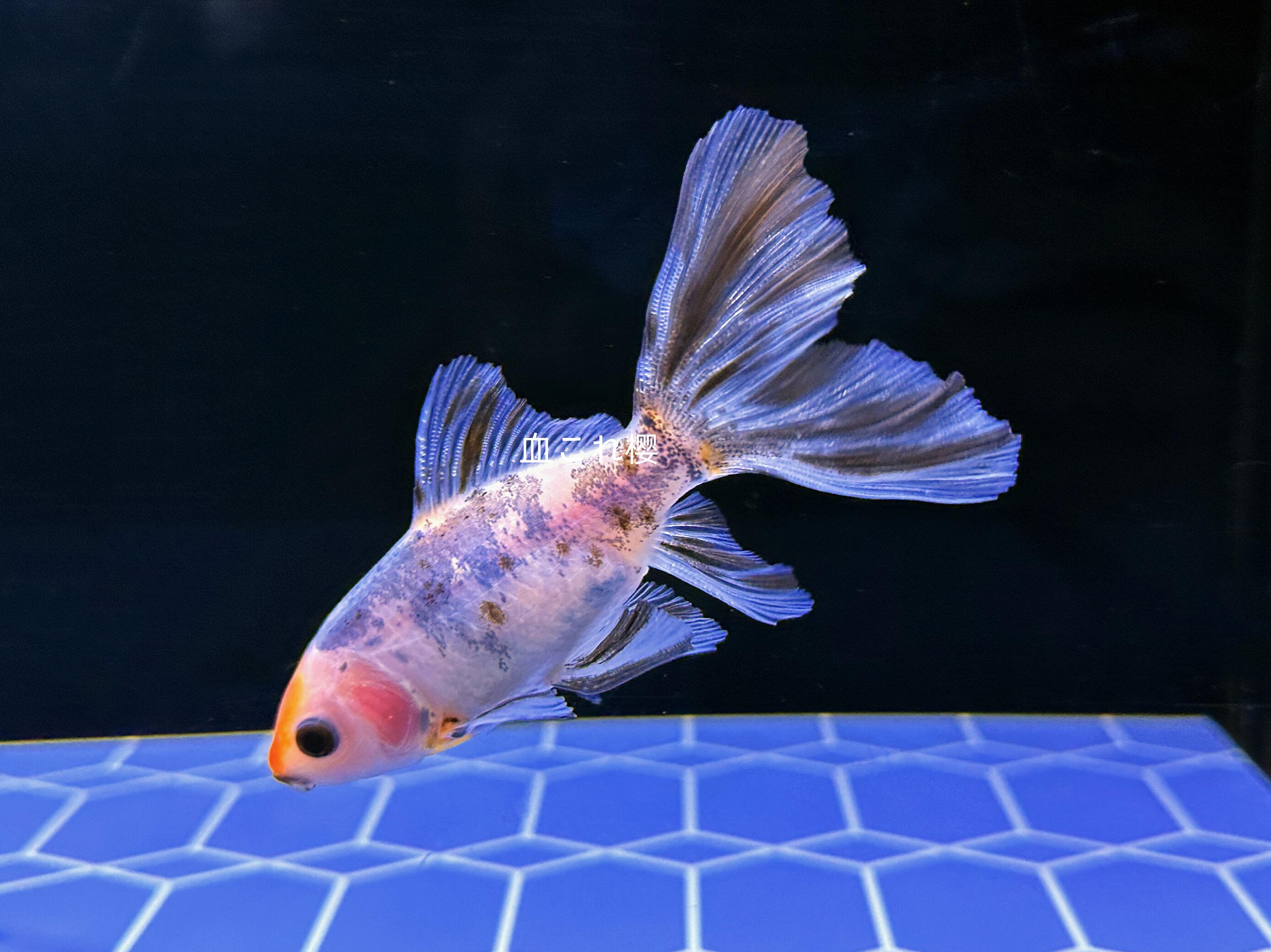 墨田水族馆饲养的布里斯托尔朱文金 - 哔哩哔哩