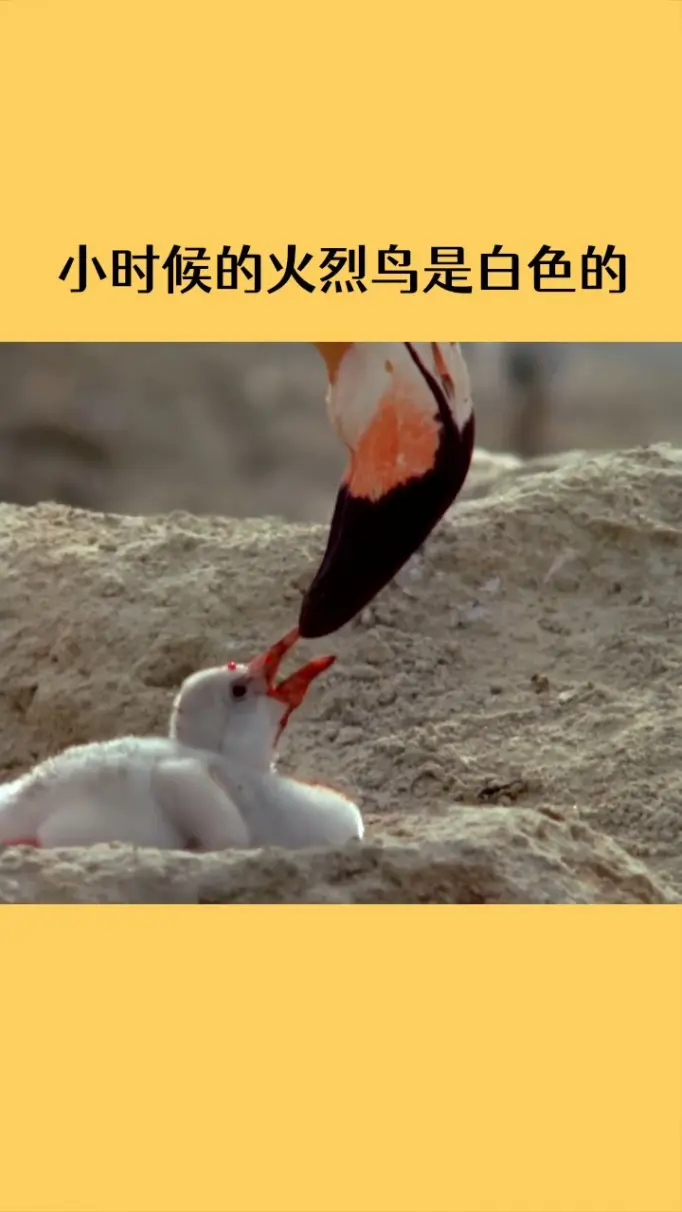 火烈鸟的"乳汁"也是红色的