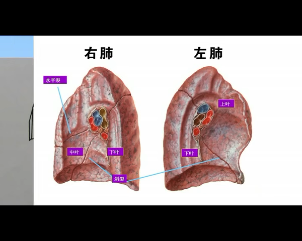 肺动脉,肺静脉,支气管,淋巴组织构成的影像(ct用支气管血管束代表)