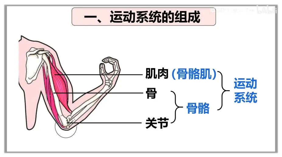 关节结构图初二生物图片