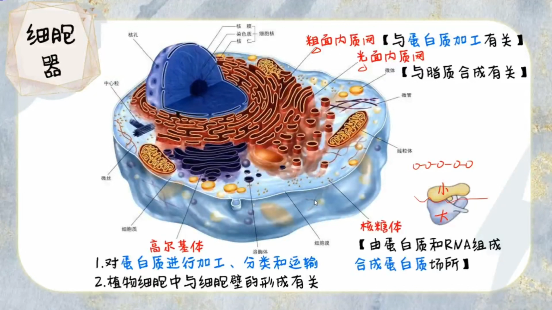 【一生】细胞结构,分工,功能,20分钟全部理顺! - 哔哩哔哩