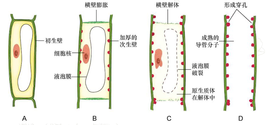 【中国农业大学】植物学 刘朝辉 孟雷（88讲） - 哔哩哔哩