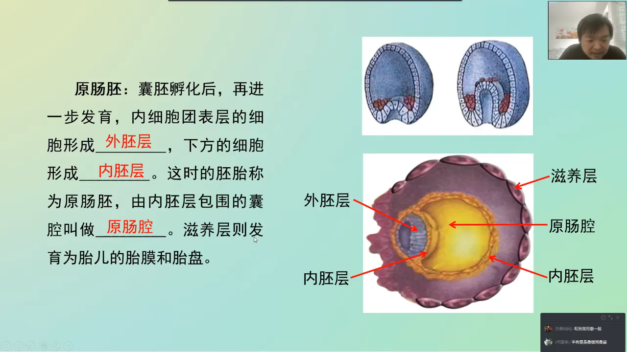 原肠胚的三个胚层图图片