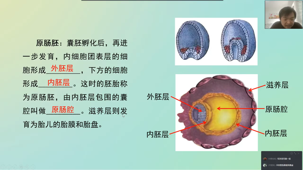 囊胚原肠胚结构图图片