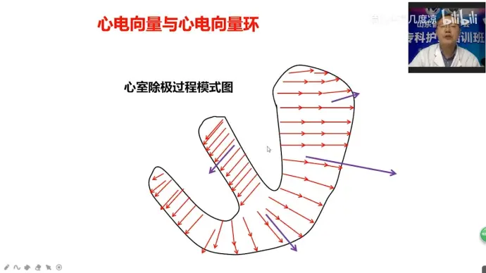 心脏除极顺序图解图片