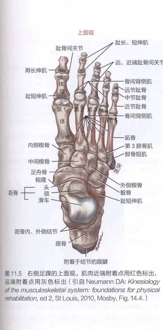 腓骨籽骨图片