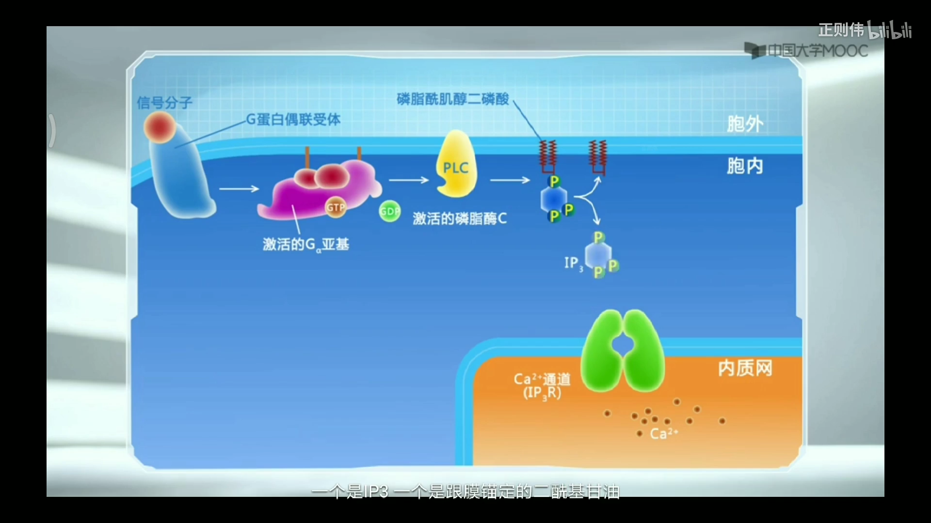 ip3主要功能:使儲存在內質網裡的鈣離子轉移到細胞質基質中,使emc中