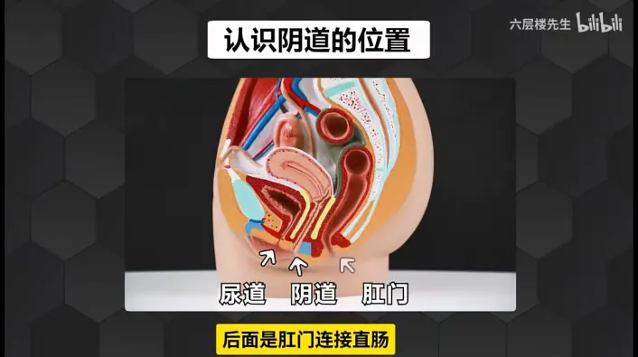 卫生棉条插哪个位置图片