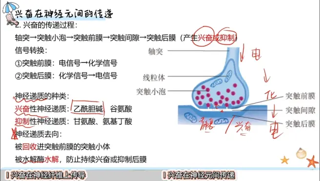 轴突胞体图片