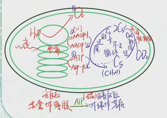 ②兩個階段①公式part 2 光合作用的原理及應用葉綠體薄膜上含吸收