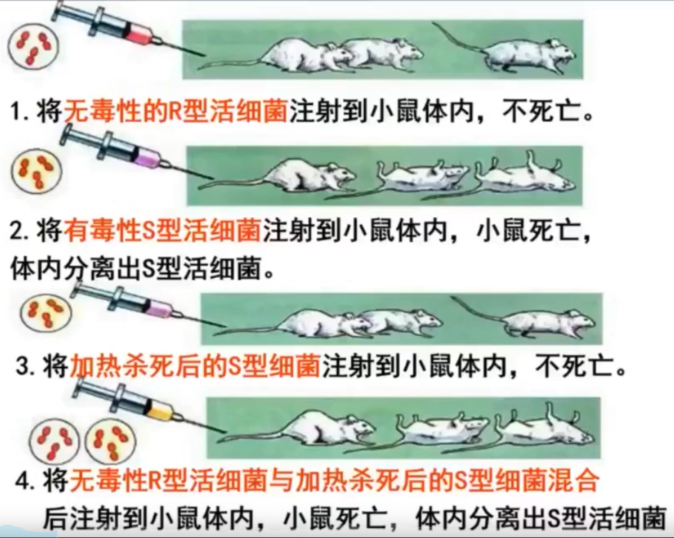 r型(粗糙,無莢膜,無毒)和s型(光滑,有莢膜,有毒,可使人或小鼠患肺炎後