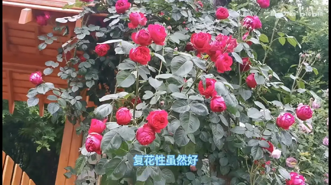 藤本月季种植时间和花期图片