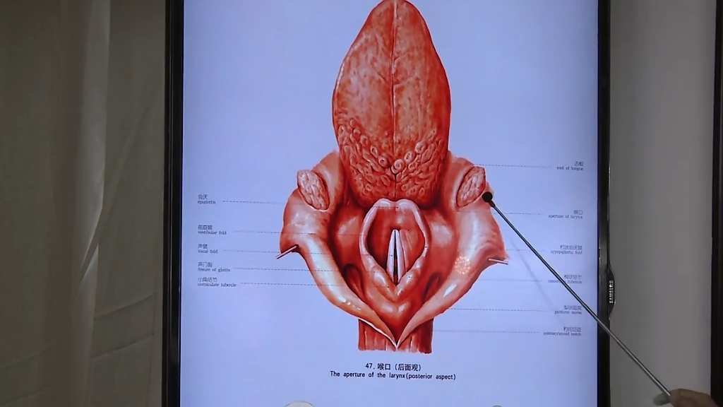 喉口(5)喉腔(4)喉肌(開閉聲門調節聲帶的緊張)環甲膜開口可用於應急