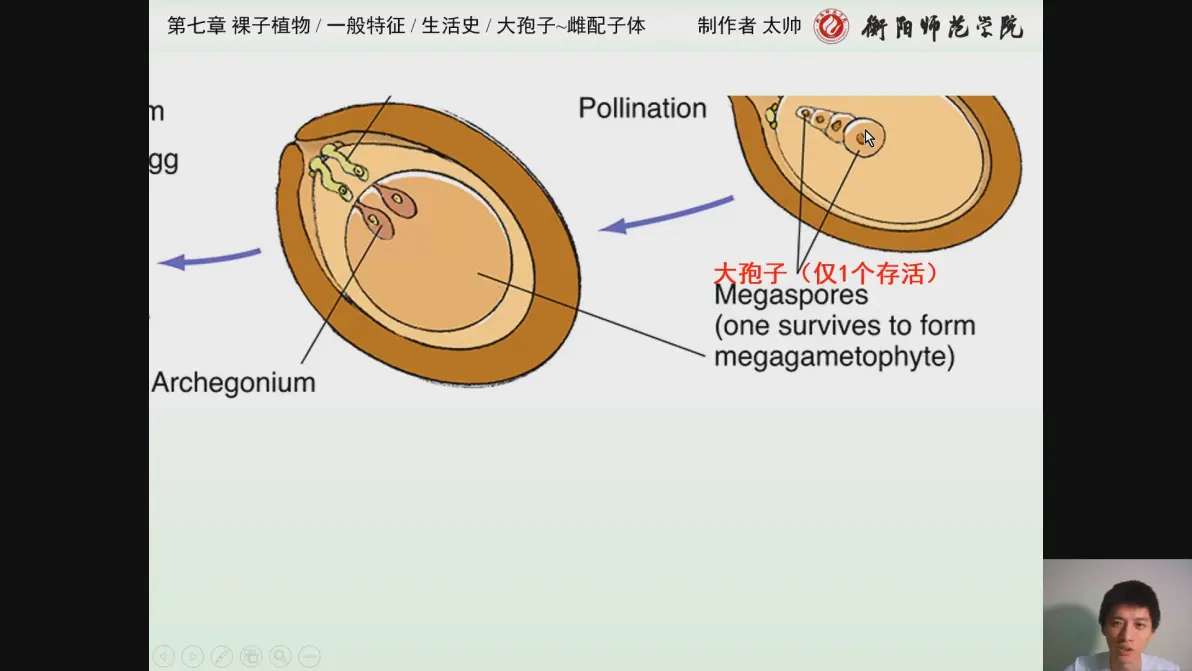 7裸子植物:征服极限