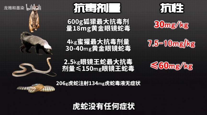 拳打眼镜王蛇!脚踢平头哥!澳大利亚的虎蛇抗毒能力有多恐怖? - 哔哩哔哩