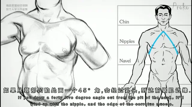 【绘画教程】胸肌的解剖结构(proko)(熟肉) - 哔哩哔哩