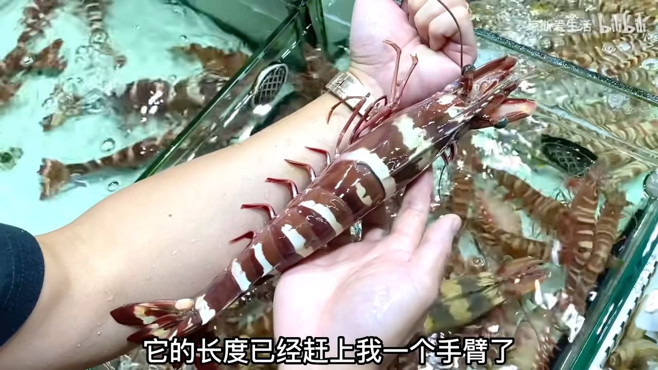 世界上最大的对虾 野生海捕斑节对虾 - 哔哩哔哩