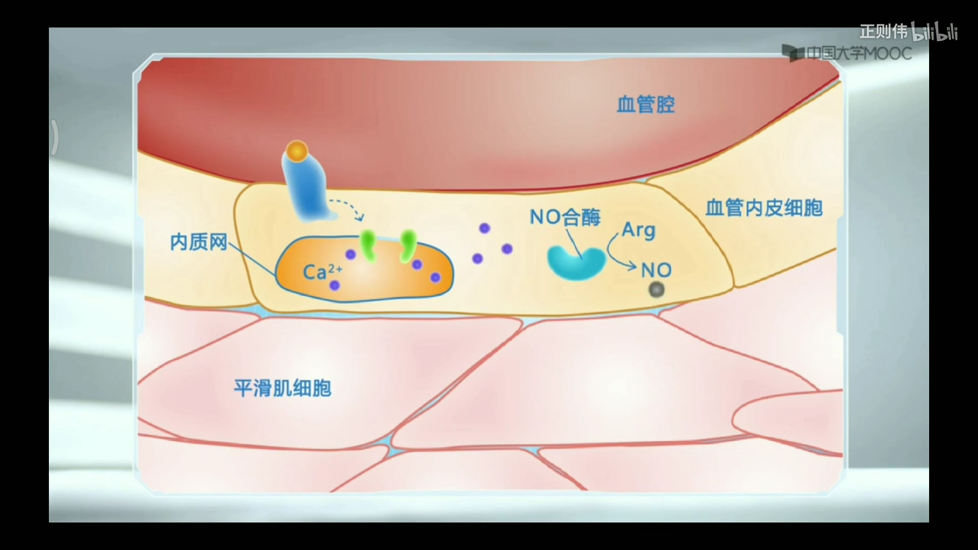 g蛋白偶联受体信号通路