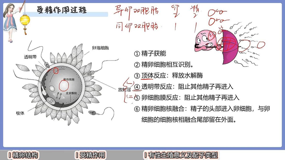 【高中生物必修二】受精作用-知识点|从零开始学渣救星~ - 哔哩哔哩