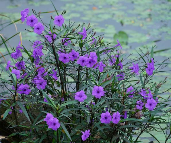 原产地:墨西哥(现在在我国两广及海南有分布)别名:蓝花草,兰花草特点