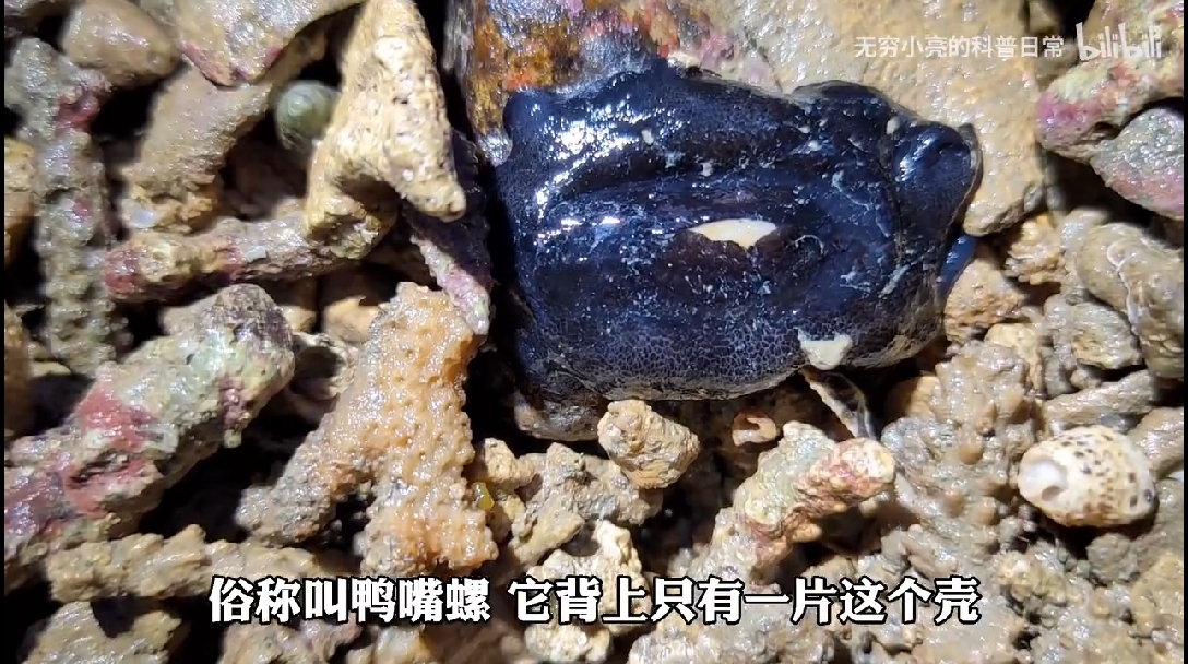 亮记赶海三亚鹿回头赶海