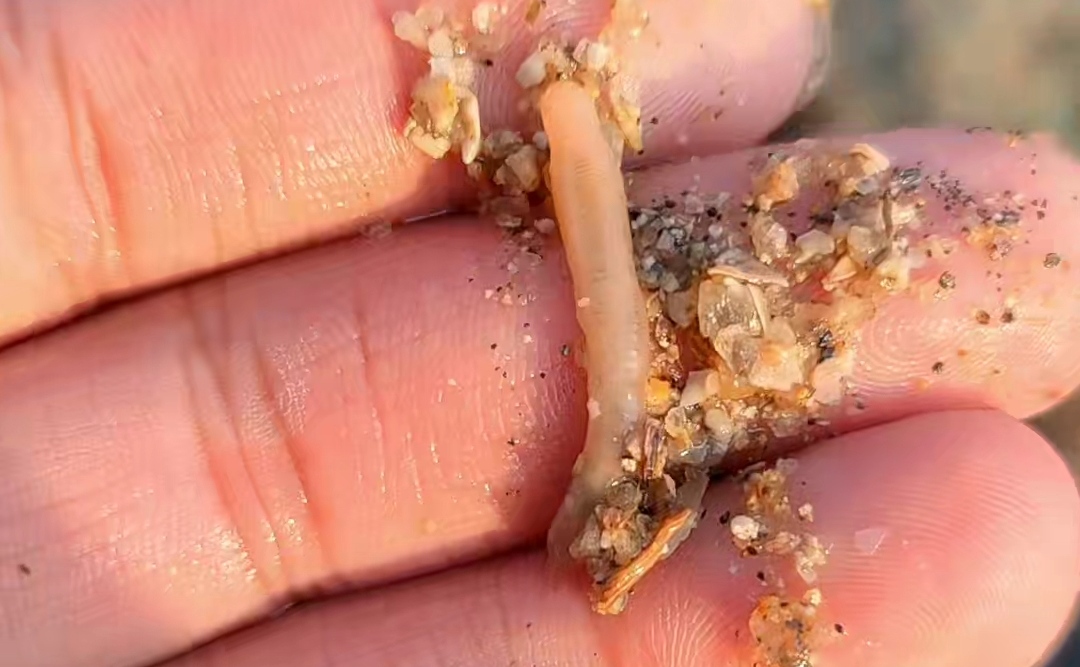 福建东山岛赶海 - 哔哩哔哩