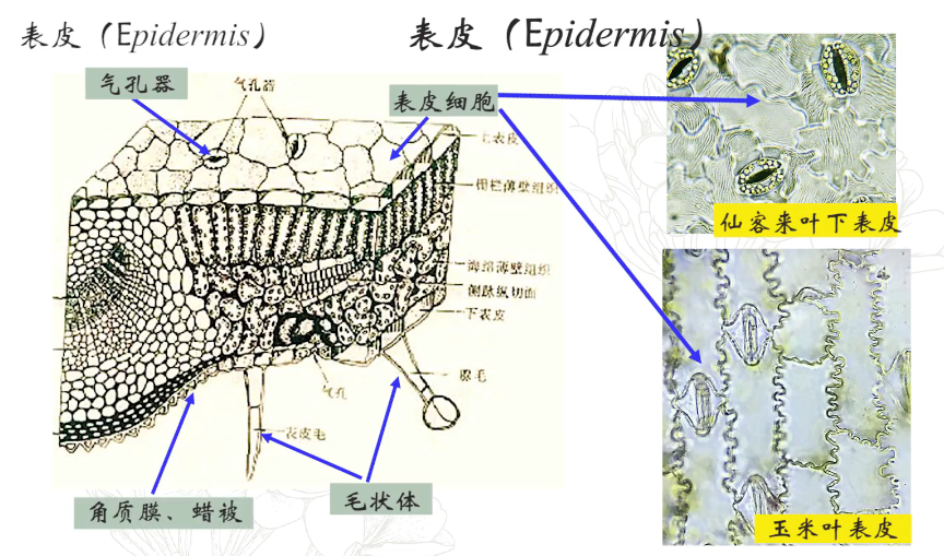 【中国农业大学】植物学 刘朝辉 孟雷（88讲） - 哔哩哔哩
