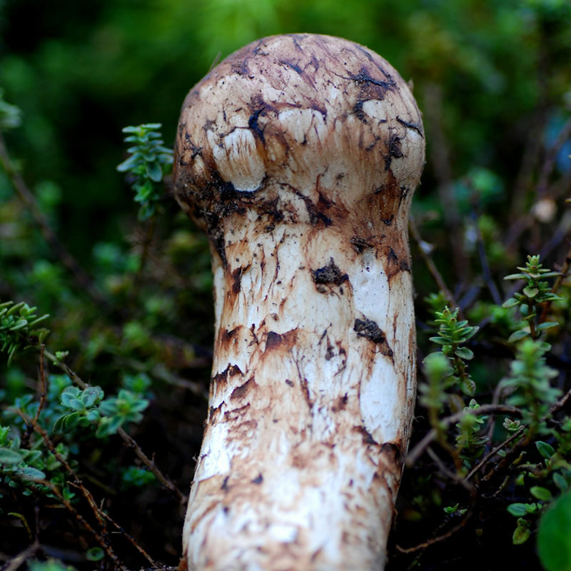 松茸↑6,实莛葱1303:5213起因:一位视频博主发视频拍悬崖上长的野