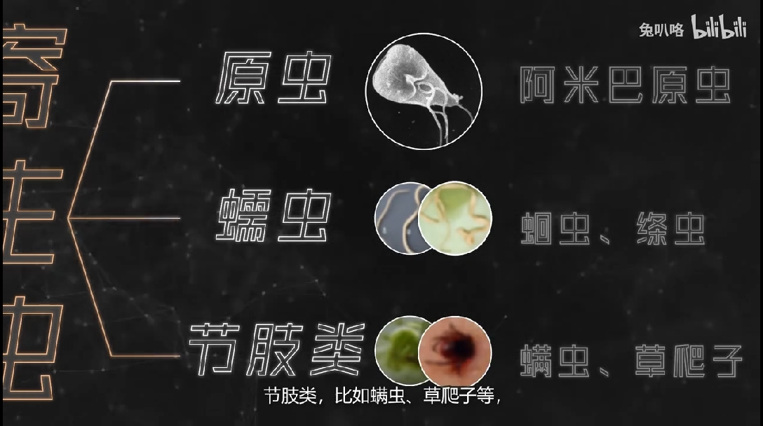 医学博士 病从口入的寄生虫i 生吃海鲜会得寄生虫吗 哔哩哔哩