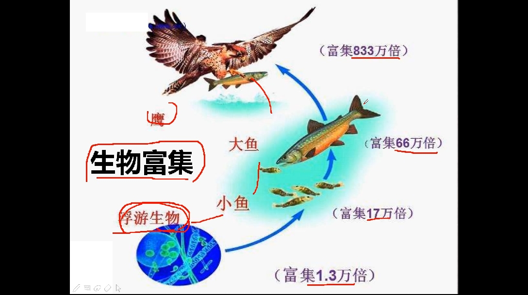 概念:在一个生态系统中,往往有很多条食物链,它们彼此交错链接,形成