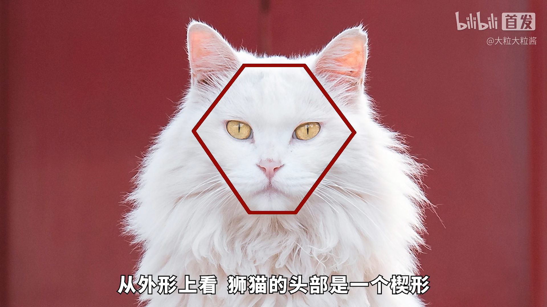 狮猫腿部会比其他品种略短一些1303:08131304