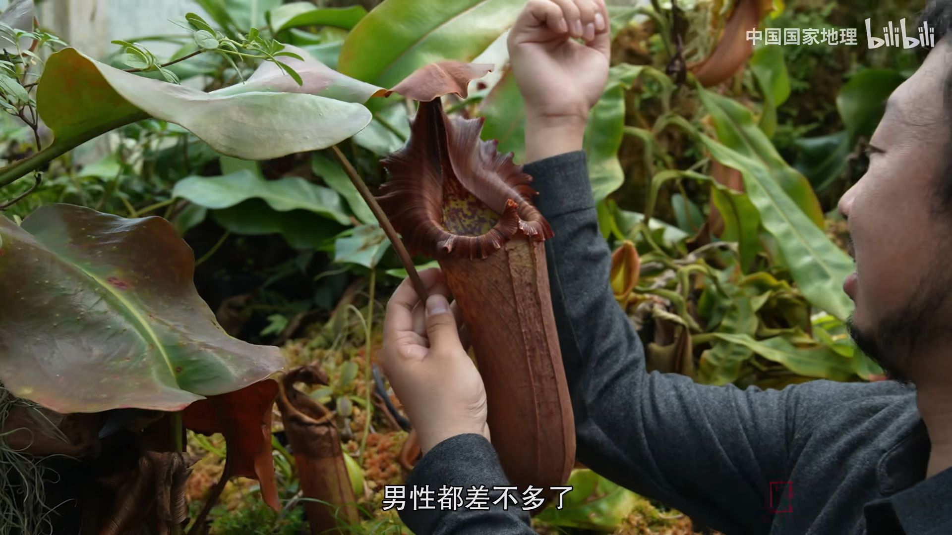 最大的截叶猪笼草与最小的风铃猪笼草.