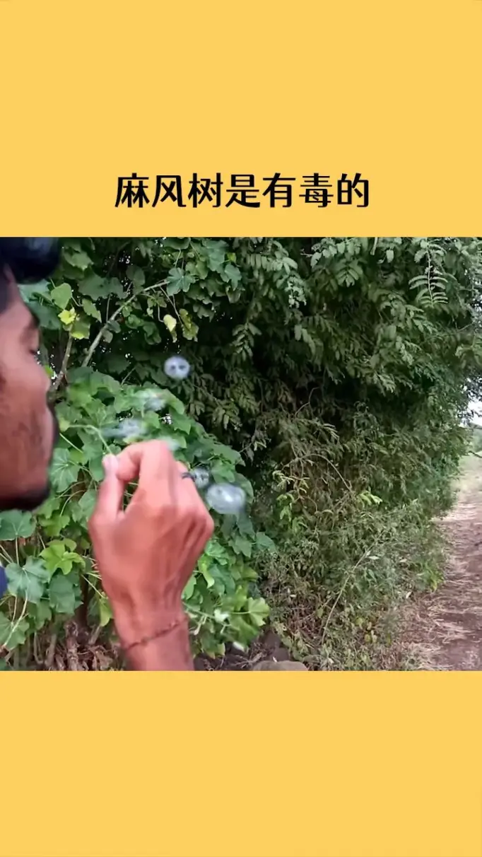 可以吹泡泡的树叶!