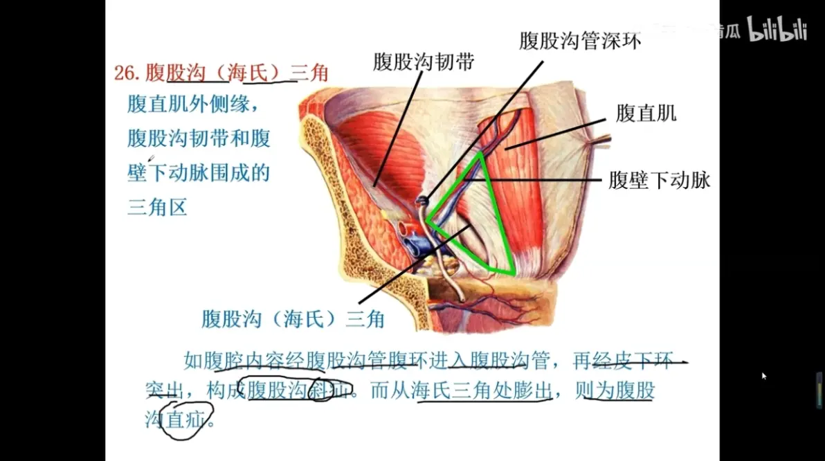 系统解剖学知识点