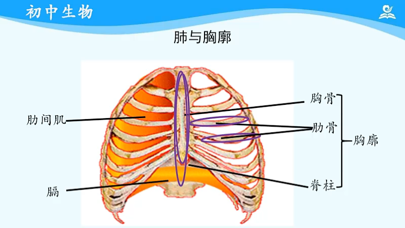 肺与外界气体的交换胸腔容积增大导致吸气