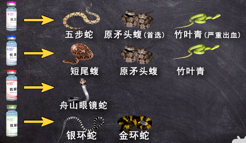 大概率吃席的)(眼镜王蛇:银环蛇 眼镜蛇;泰国圆斑蝰:五步蛇 蝮蛇;海蛇
